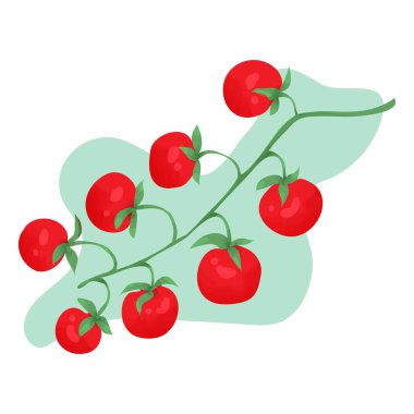 Arka planda izole edilmiş taze sebze domatesleri. Vektör