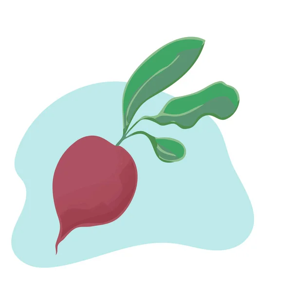 Yapraklı taze pancarlar. Yiyecek için bitkisel malzeme — Stok Vektör