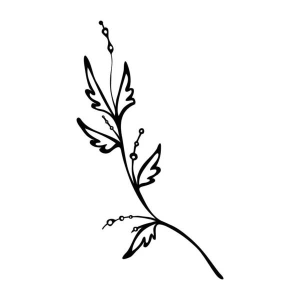Hand drawn doodle branches, plant elements for design. — Vector de stock