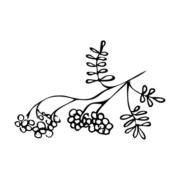 Bacche selvatiche disegnate a mano su un ramo con foglie su uno sfondo bianco isolato. — Vettoriale Stock