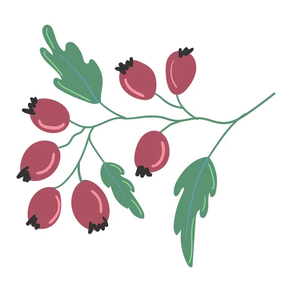 Вытянутые вручную дикие ягоды на ветке с листьями на белом фоне изолированы. — стоковый вектор