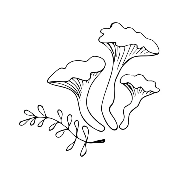 손으로 야생 버섯을 그립니다. 메뉴 디자인, 라벨, 배지, 레시피, 포장에 사용 할 수있습니다.. — 스톡 벡터