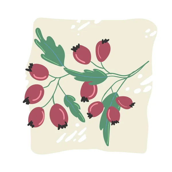 Вытянутые вручную дикие ягоды на ветке с листьями на белом фоне изолированы. — стоковый вектор