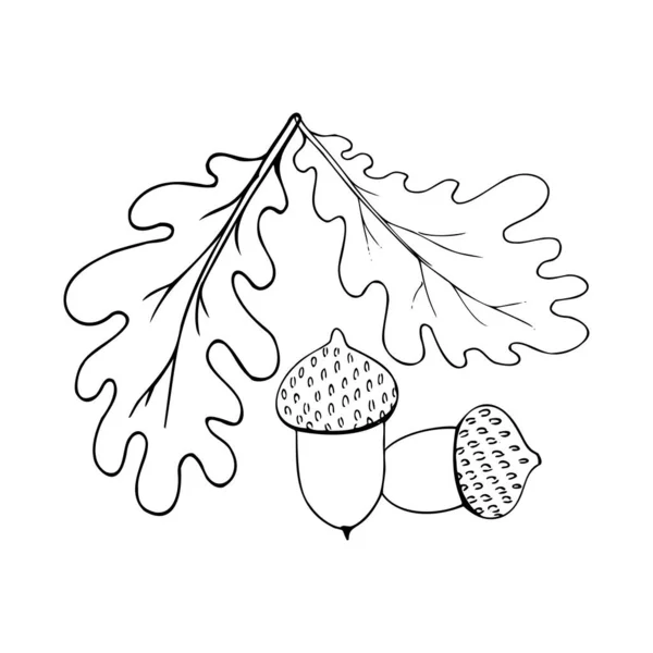 Ghianda selvatica disegnata a mano con foglie su uno sfondo bianco isolato. — Vettoriale Stock