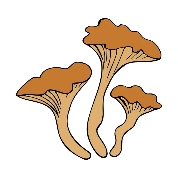 Hand drawing forest wild mushrooms. Can be used for menu design, label, badge, recipe, packaging. — Stock Vector