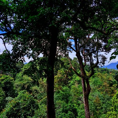 Hâlâ doğal ve yeşil olan Sumatra tropikal ormanlarının fotoğrafı