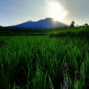 Yeşil pirinç bitkisinin fotoğrafı