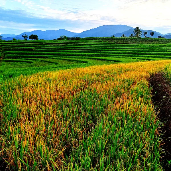 Photo Rice Plants Yellowing — Stock Photo, Image