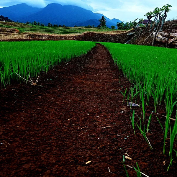 Foto Paisagem Planta Arroz Verde — Fotografia de Stock