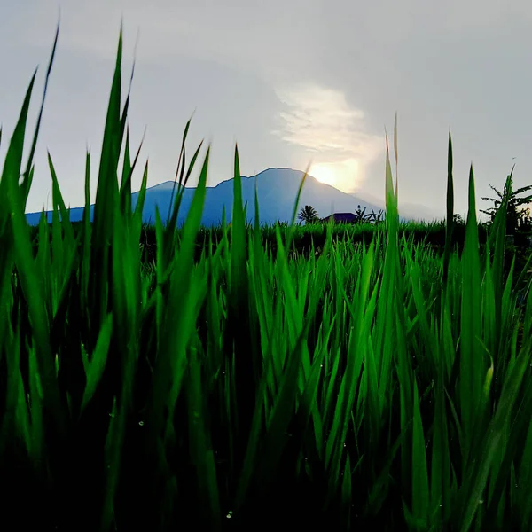 Foto Von Grünen Reispflanzen Landschaft — Stockfoto