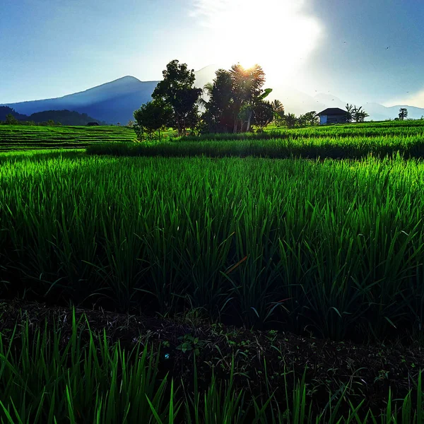 Foto Paisaje Plantas Arroz Verde —  Fotos de Stock