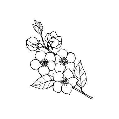 Bahar çiçekleri, badem, tomurcukları ve çiçekleri olan elma ağacı dalları. El çizimi botanik karalama vektör illüstrasyonuName.