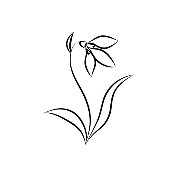 First Spring Flower Snowdrop Leaves Stem Vector Line Drawing Outline — стоковый вектор