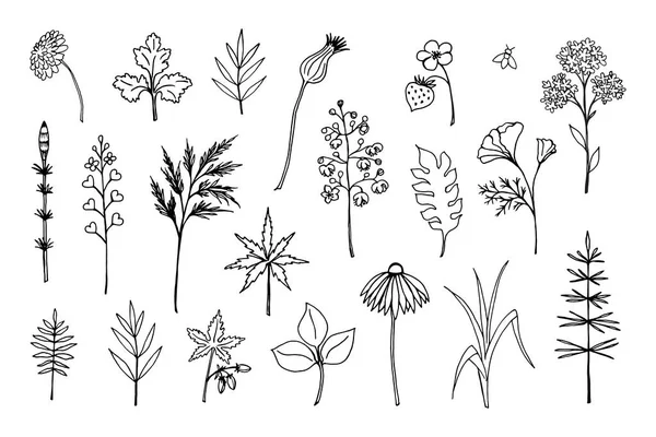 Wildflowers Set Collection Herbal Forest Meadow Plants Hand Drawn Line — Vettoriale Stock