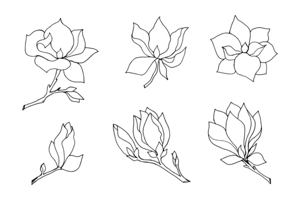 Set Branches Magnolia Flowers Linear Freehand Drawing Black Outline White — Vettoriale Stock