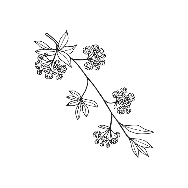Цветущая Ветвь Декоративного Садового Кустарника Спирея Почки Цветы Листья Очертания — стоковый вектор