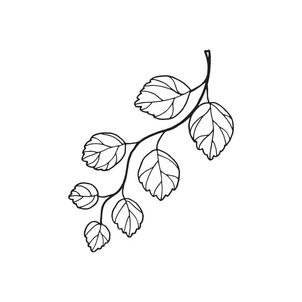 Ветвь Декоративного Садового Кустарника Листьями Контур Рисунка Вкладышем — стоковый вектор
