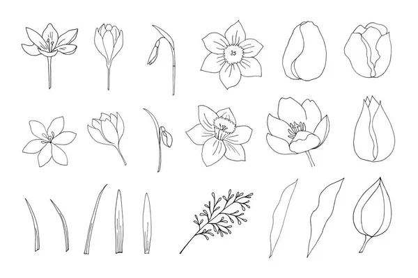 Σετ Ανοιξιάτικα Λουλούδια Νάρκισσος Τουλίπα Κρόκος Χιόνι Freehand Σχέδιο Ένα — Διανυσματικό Αρχείο