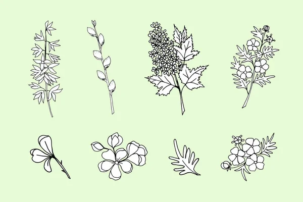 버드나무 사쿠라 쿼이어 쿼이어 스피레아 윤곽그리기의 꽃피는 가지들의 — 스톡 벡터