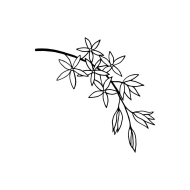 Çiçeklerle, tomurcuklarla, yapraklarla, çizimlerle süslü yasemin çalılarının çiçek açan dalları..