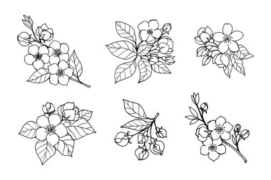 Elma, kiraz, sakura, badem, çiçekler, tomurcuklar, yapraklar, el yazması çizimler..