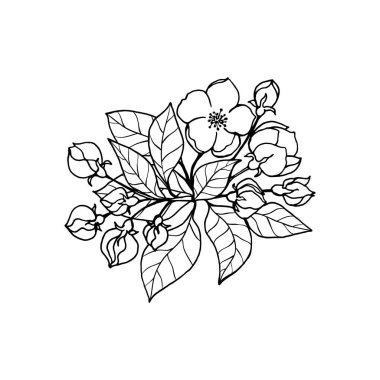 Dekoratif kiraz, sakura, el yazısıyla çizim..