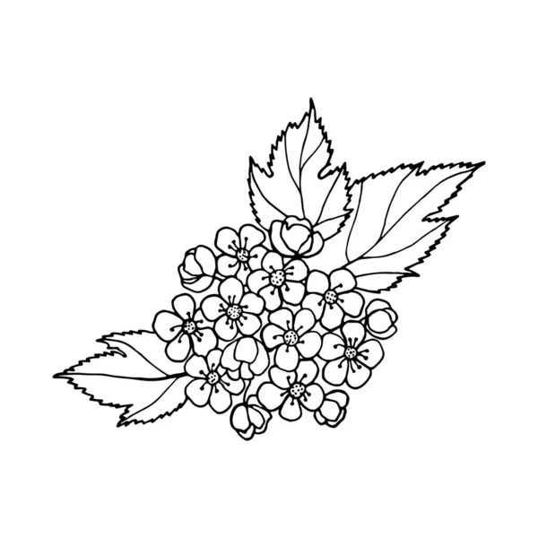 Rama Floreciente Arbusto Ornamental Espino Con Flores Brotes Hojas Dibujo — Vector de stock