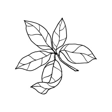 Yaprakları olan dekoratif bir dal, çizimlerle dolu bir hat. Farklı tasarım için vektör çizim şablonu.