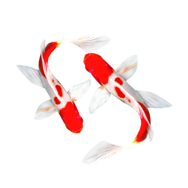 Koi Fish 잉어의 버전이다 물고기는 선택적 번식을 아름다운 색깔을 것으로 — 스톡 벡터