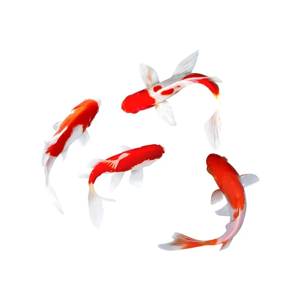 Koi Fische Sind Die Einheimische Version Des Gewöhnlichen Karpfens Dieser — Stockvektor