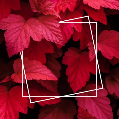 Arka planda bir sürü parlak kırmızı tropikal yaprak ve ortasında beyaz bir şerit var..