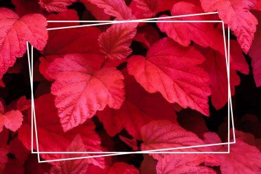 Arka planda bir sürü parlak kırmızı tropikal yaprak ve ortasında beyaz bir şerit var..