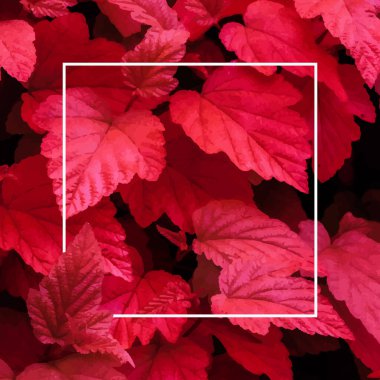 Arka planda bir sürü parlak kırmızı tropikal yaprak ve ortasında beyaz bir şerit var..