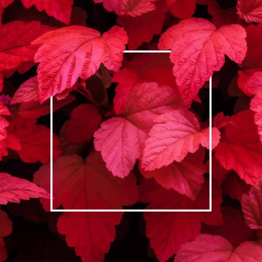 Arka planda bir sürü parlak kırmızı tropikal yaprak ve ortasında beyaz bir şerit var..