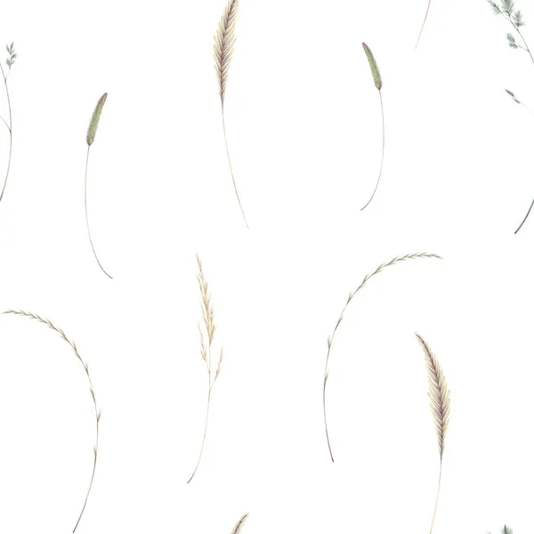 Акварельний безшовний візерунок з ілюстрацією вінтажних колосків і лопатей трави, ізольованих на білому тлі. Польові рослини, трави. Суха проста польова трава . — стокове фото