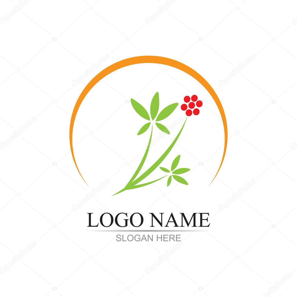 Ginseng illustration icon vector design template