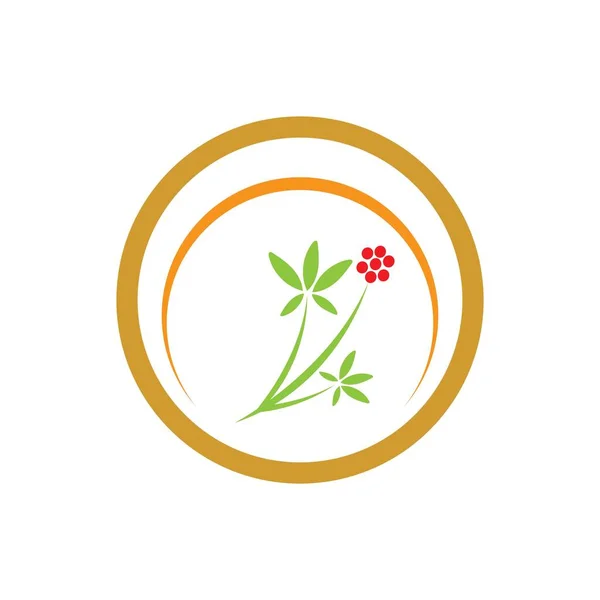 Ginseng Simgesi Vektör Llüstrasyon Tasarımı Logo Şablonu — Stok Vektör