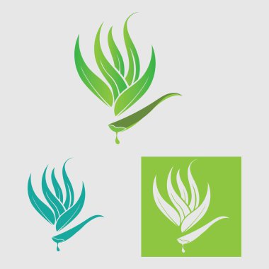 koleksiyon Aloe Vera logo şablonu, Yeşil yaprak aloe vera etiketi