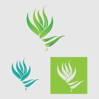 koleksiyon Aloe Vera logo şablonu, Yeşil yaprak aloe vera etiketi