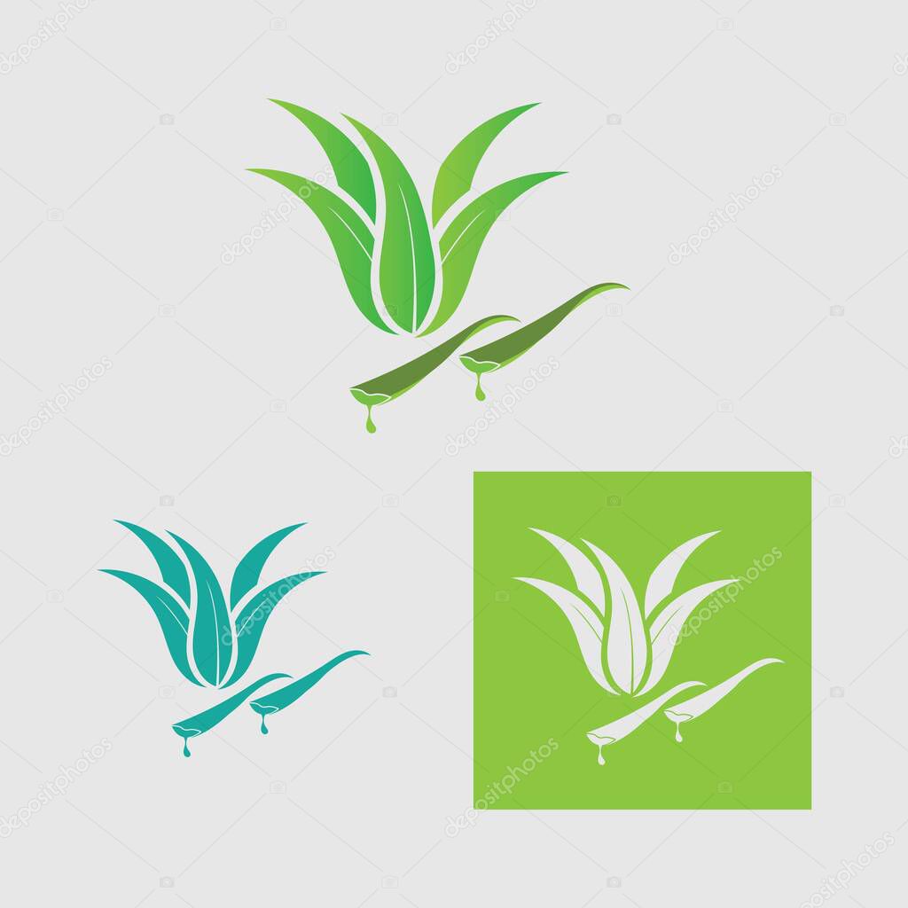 Collection Aloe Vera logo template,Green leaf aloe vera label