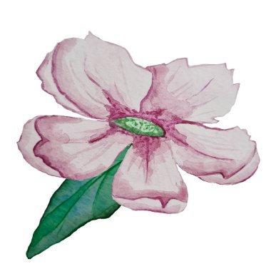 Çiçek yeşil çekirdekli pembe bir suluboya, kıvrımlı, narin yaprakları var. Bahar ve yaz aylarında yeşil bir yaprakla çiçek açıyor.