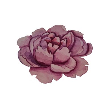 Şakayıklı pembe suluboya, çok katmanlı çiçekler yazın ve ilkbaharda çiçek açar. Çiçekçi dükkanının bahçesinde yetişir.