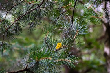 Ormandaki bir çam ağacının dallarına sarı bir yaprak düştü. Yağmurdan sonra orman. Yaz yağmurlu günü