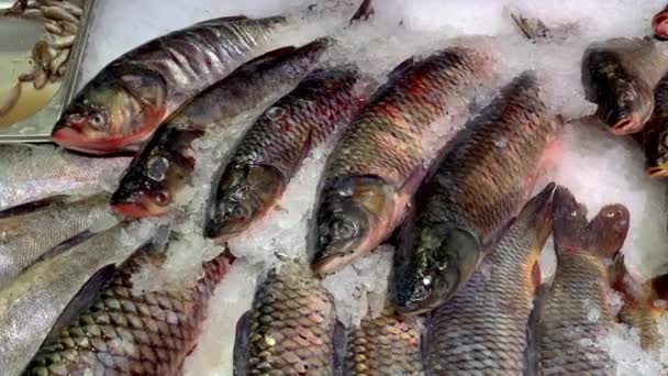 A lot of raw frozen fish crucian carp sprinkled with crushed ice on counter at fish market or in the supermarket. — Stock Video
