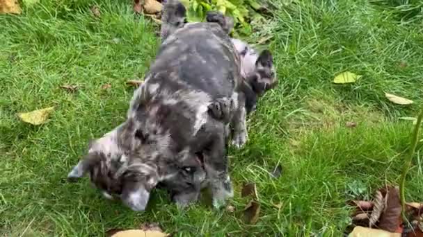 Két imádnivaló merle színű francia bulldog kölyökkutya játszik boldogan a fűben. Élvezze a játékot örömmel.