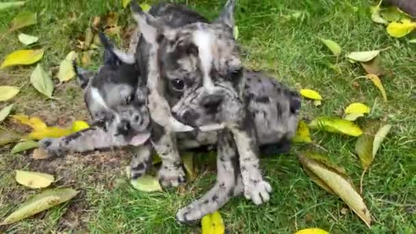 Twee schattige merle kleur franse bulldog puppies spelen gelukkig in gras. — Stockvideo