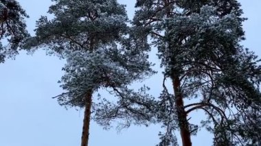 Snow-covered trees in winter forest, snow covered branches of the fir tree and snowy ground.