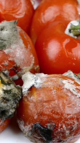 Tomates Podridos Estropeados Moho Podredumbre Verduras Basura Orgánica Pila Pérdida — Vídeos de Stock