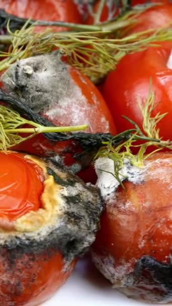 Tomates Podridos Estropeados Con Eneldo Moho Podrido Las Verduras Pila — Vídeo de stock