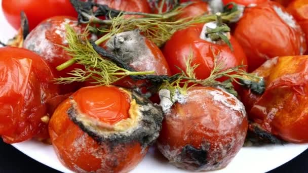 Dereotlu çürük domatesler, sebzelerde çürümüş küfler, organik atık yığınları. — Stok video